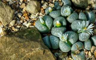 Литопсия — очень необычные растения или живые камни