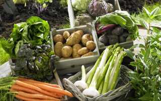 Овощи из сада — здоровые и устойчивые к вредителям