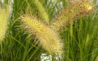 Декоративные травы — что выбрать и как их выращивать