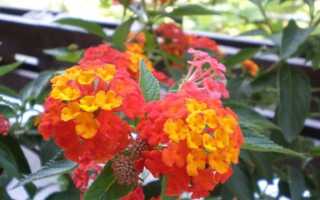 Лантана — растение, которое меняет цвет цветов