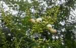 Perełkowiec japoński (китайская софора) — дерево «жемчуг»