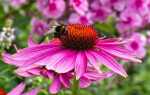 Цветы и мед. Мы рекомендуем самые медоносные растения для сада