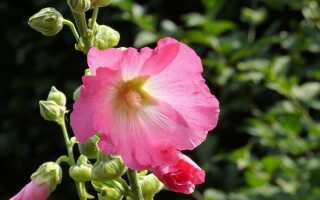 Мэллов в саду — цветущий символ идиллических праздников