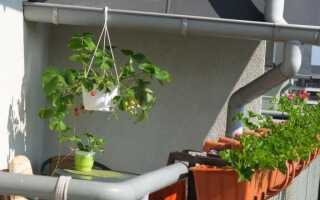 Выращивание клубники на балконе