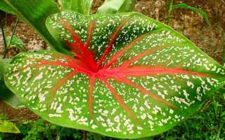 Горшечные растения с разноцветными листьями. 11 растений, которые стоит иметь