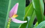 Банановое растение — растение довольно легко выращивать