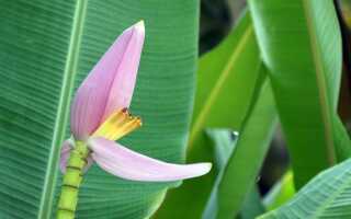 Банановое растение — растение довольно легко выращивать