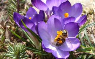 Медоносные растения в саду: украшение сада и помощь для пчел