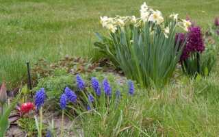 Растения на весну со скидкой: тюльпаны, руна, сапфиры и многое другое