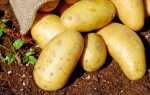 Какой картофель для приготовления, салатов и жарки. Руководство по картофелю