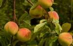 Как вырастить персики в саду