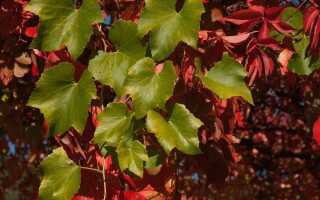 Разноцветные лианы — универсальные декоративные растения для сада