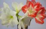 Амариллис — цветок, похожий на красивую женщину. Уход —