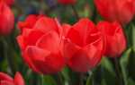 Тюльпаны — луковичные растения. Откройте для себя сорта тюльпанов