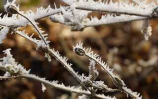 Влияние резких скачков температуры на садовые растения