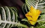 Афеландра — процветающая красавица. Как ухаживать за этим горшечным растением