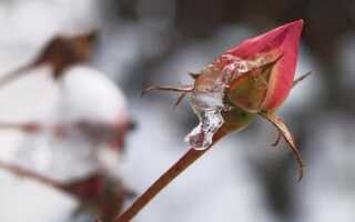 Как защитить растения от первых заморозков?