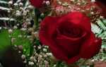 Какие цветы на День Святого Валентина — какие цветы говорят [ФОТО]