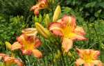 Лилейники — долгоцветущие цветы, которые очень легко выращивать