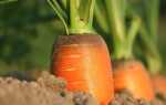 Морковь — просто здоровье из сада. Секреты выращивания моркови