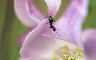 Муравьи в саду — враг или друг. Это и как избавиться от муравьев