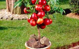 Контейнерное выращивание различных видов плодовых деревьев и кустарников.