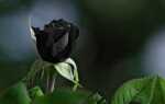 Почему нет черных роз или блюза? Что нужно знать о цветах роз