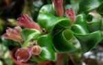 Как вырастить eschynanthus — узнайте о требованиях к этим горшечным растениям