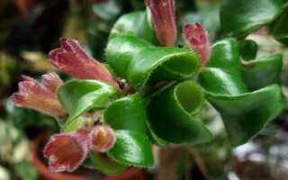 Как вырастить eschynanthus — узнайте о требованиях к этим горшечным растениям