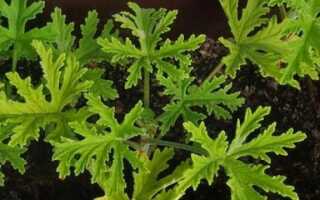 Герань или Anginowiec — как вырастить это растение и для чего мы используем его листья