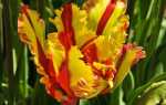 Тюльпаны: сажаем и выращиваем эти цветы. руководство