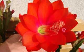 Цветущий кактус эпифилум — как ухаживать за ним и что делать, чтобы цвести
