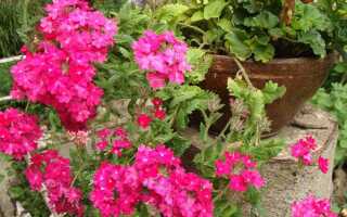 Вербена — цветы для сада и балконных ящиков