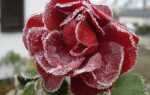 Розы: подготовка к зиме. Как и когда защитить розы от мороза