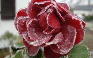 Розы: подготовка к зиме. Как и когда защитить розы от мороза