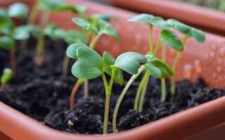 Рассада: посев семян овощей и растений в марте