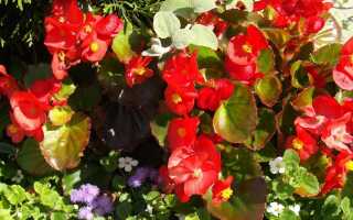 Как вырастить красиво цветущие бегонии в садах и на балконах