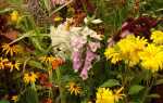Скидка в сложных условиях: цветы для необычных садов
