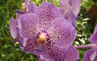 Как правильно выращивать орхидеи