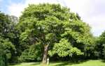 Павловния — быстрорастущее дерево, также для древесины и биомассы