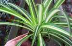Зелистка: выращивание этого нетребовательного и популярного растения