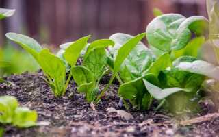 Шпинат круглый год — как вырастить шпинат