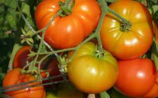 Выращивание томатов: как, когда и где сажать помидоры