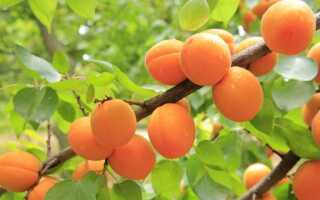 Абрикосы — какие сорта выращивать в Польше. Болезни атакующих абрикосов и борющихся с ними