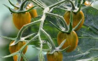 Как вырастить помидоры — узнайте менее типичные сорта томатов
