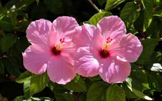 Выращиваем гибискус — кустарники с экзотическими красивыми цветами