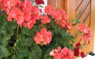 Как подарить балкону цветы вторую жизнь