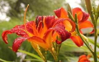 Лилейники — какие условия выращивания следует обеспечить для этих цветов