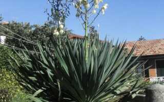 Калифорнийский сок: необычная трава с колокольчиками. Как вырастить и вырастить юкку