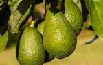 Как вырастить авокадо из камня в домашних условиях
